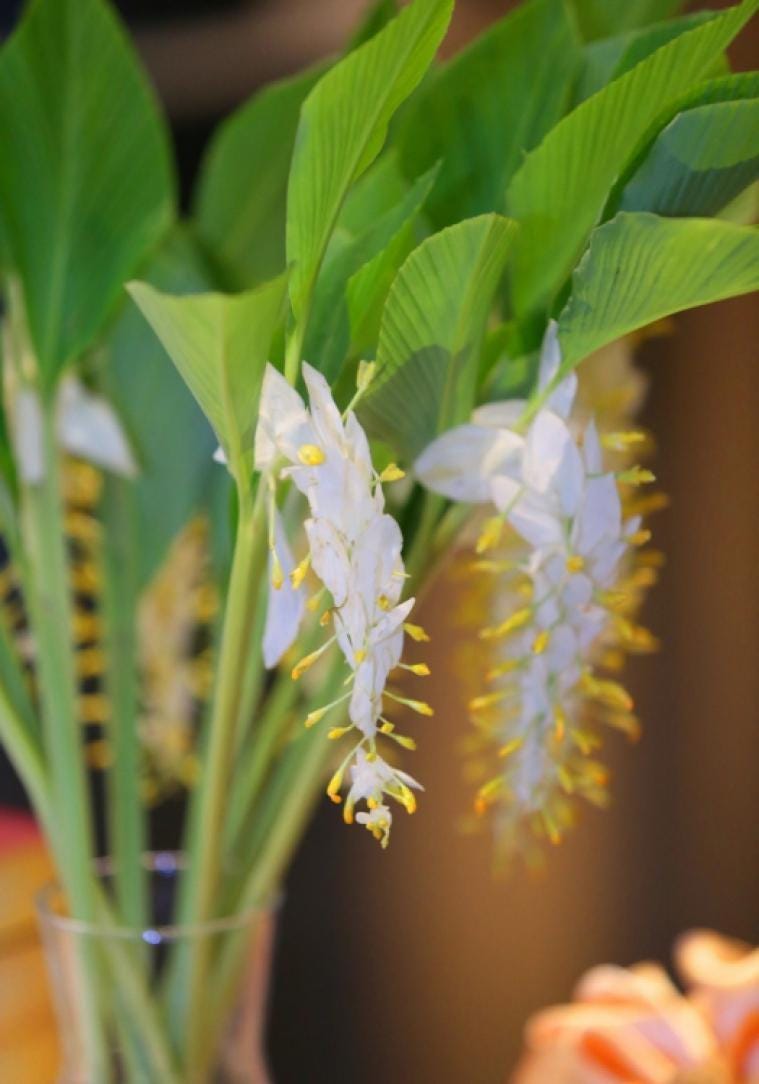 White Globba Winitii 3 Rhizome|Tuber Ground Plant,Zingiberaceae,Tropical Flora