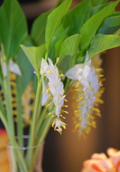 White Globba Winitii 3 Rhizome|Tuber Ground Plant,Zingiberaceae,Tropical Flora
