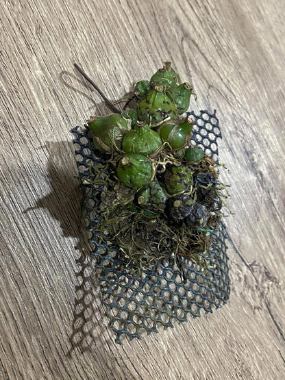 Coelogyne schilleriana Orchid Plant - Mini Orchid Collection