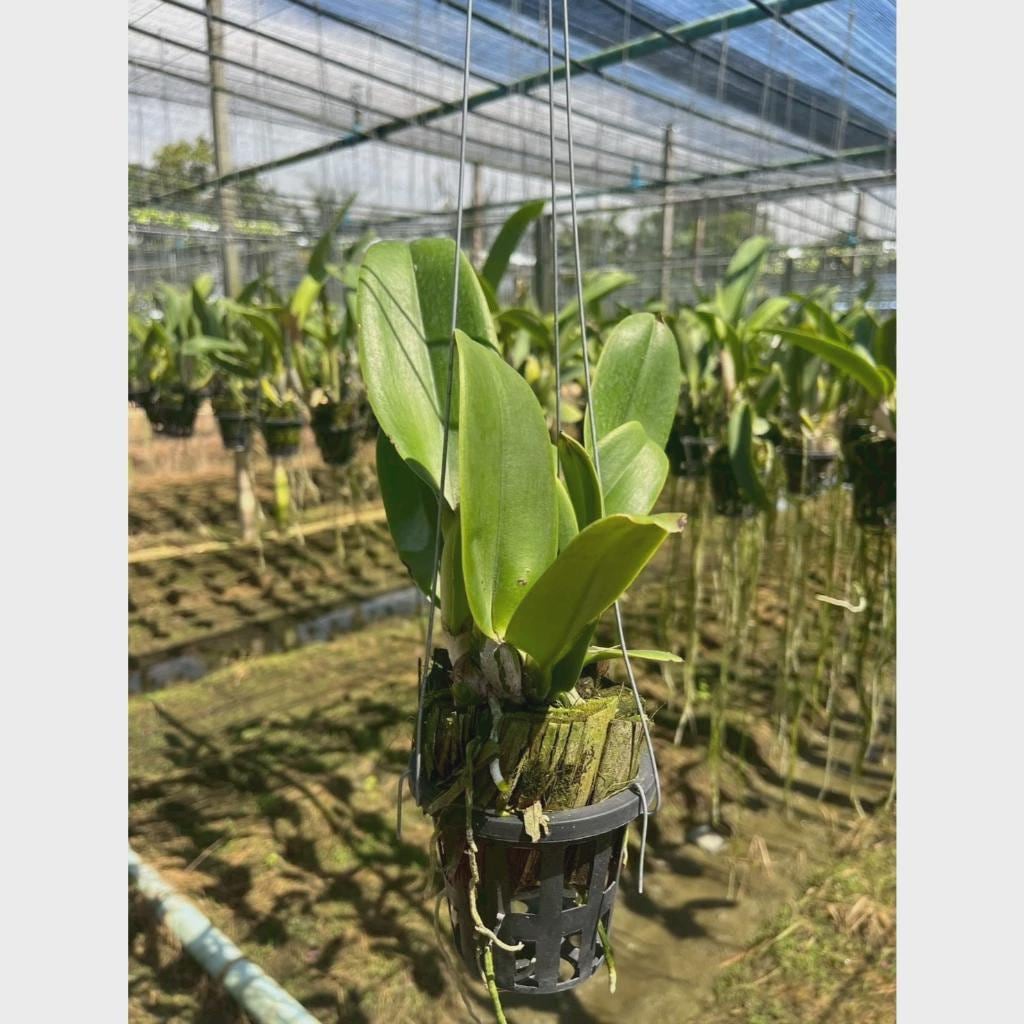 Cattleya (Rlc.) Rungnapa New   (Flower Size) 1 plant  Cattleya orchid plant for home garden collection