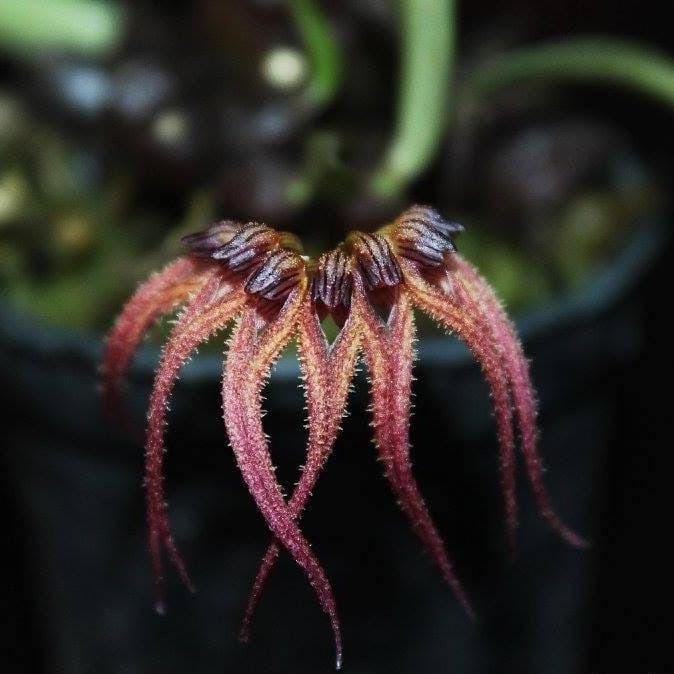 Bulbophyllum sphaericum