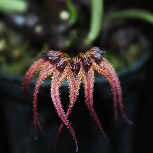 Bulbophyllum sphaericum