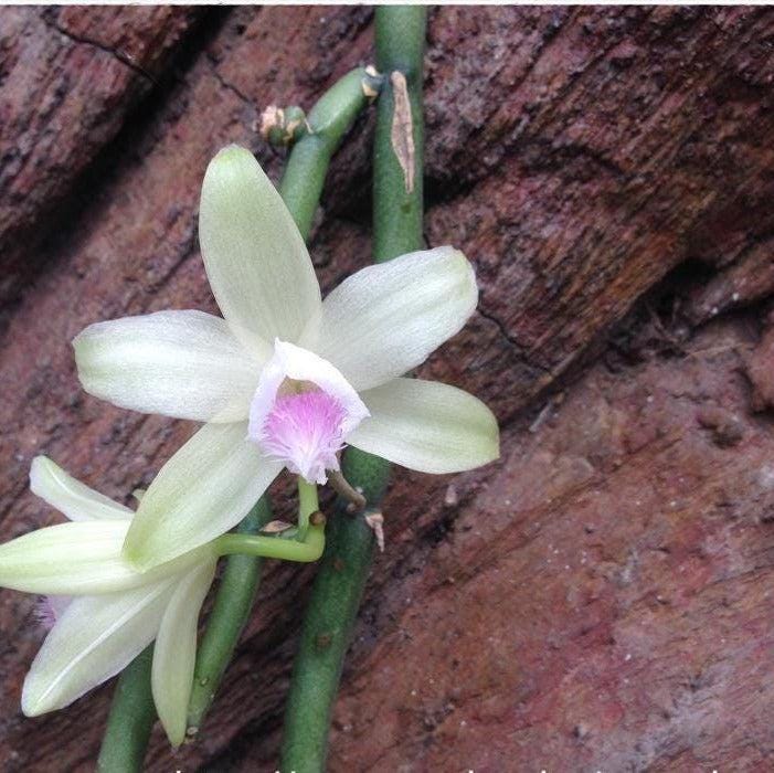 Vanilla Orchid Plant Collection: Vanilla aphylla - Home & Garden Decor