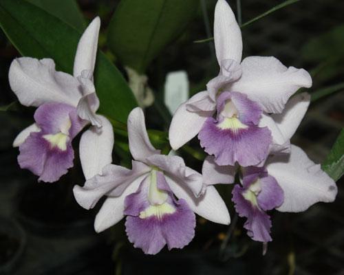 Cattleya Orchid Plant: Final Blue Variety, Home Garden Collection