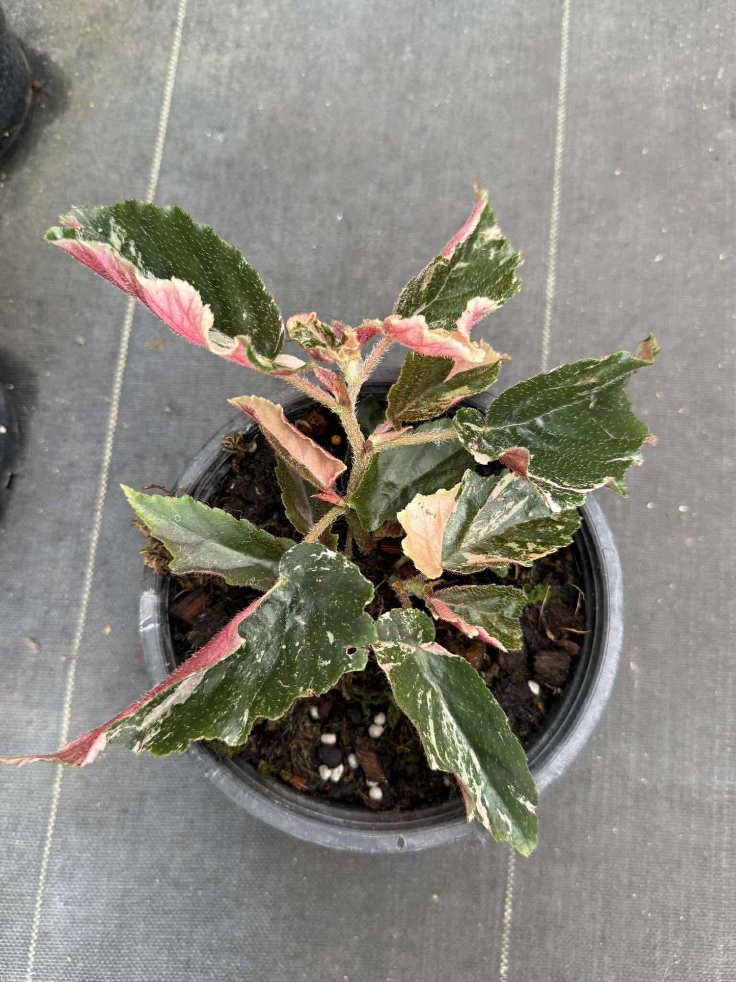 Rare Begonia Ginny Galaxy - Pink Variegation House Plant