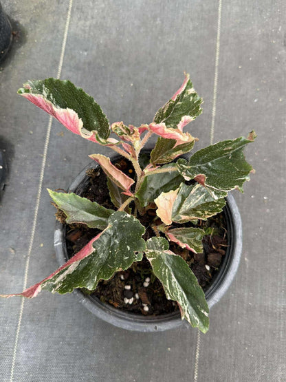 Rare Begonia Ginny Galaxy - Pink Variegation House Plant