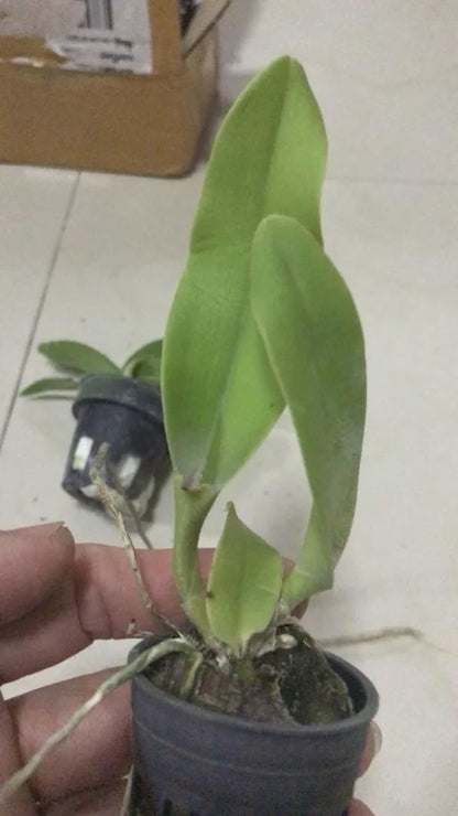 Cattleya Orchid Plant: Final Blue Variety, Home Garden Collection