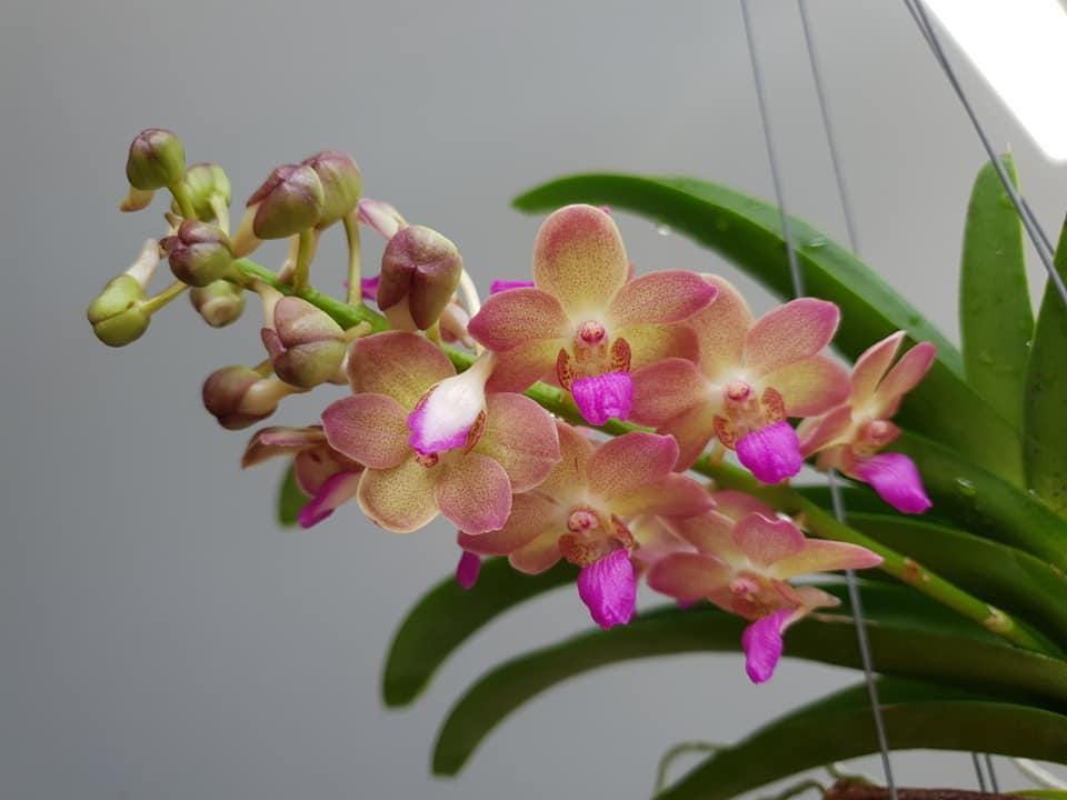 Fragrant Rhynchostylis gigantea Orchid - Wutthiphan Foxtail Variety