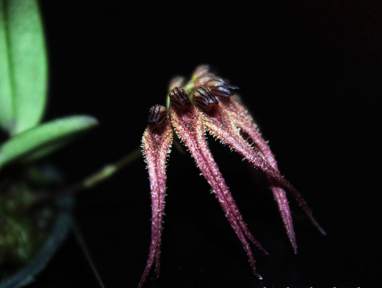 Bulbophyllum sphaericum