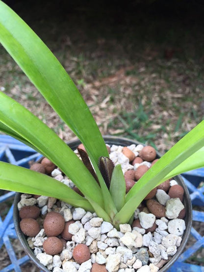 Paphiopedilum hirsutissimum orchid  1 plant collection and home decore