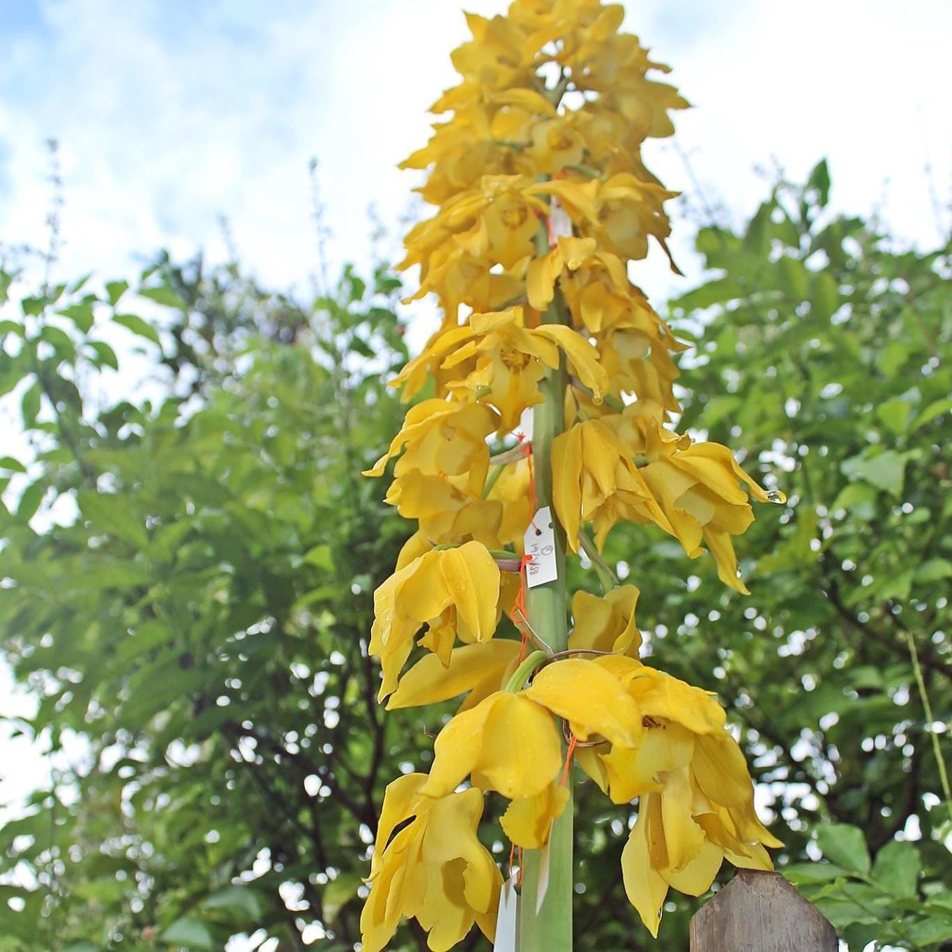 Orchid Eulophia flava (yellow flower) 1 bulb Terrestrial orchid eulophiaflava eulophiaorchid