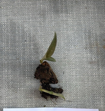 Habenaria roebelenii Orchid: Laos Native, Home Garden Collection