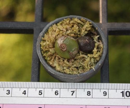 Coelogyne schilleriana Orchid Plant - Mini Orchid Collection