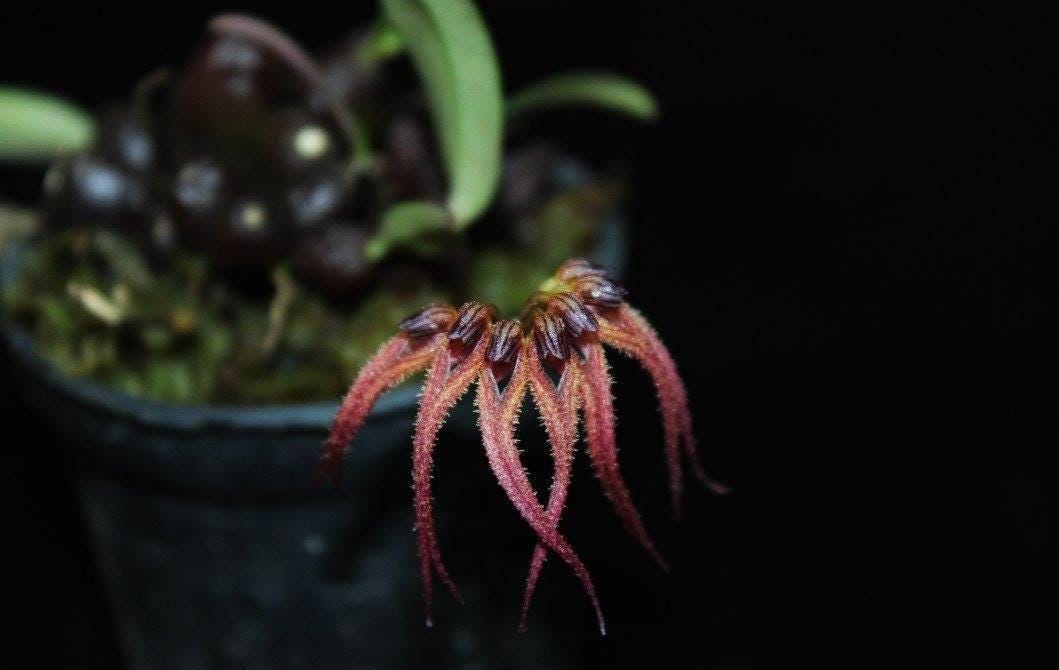 Bulbophyllum sphaericum