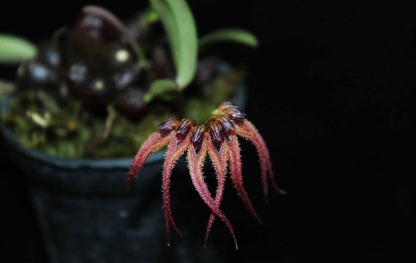 Bulbophyllum sphaericum