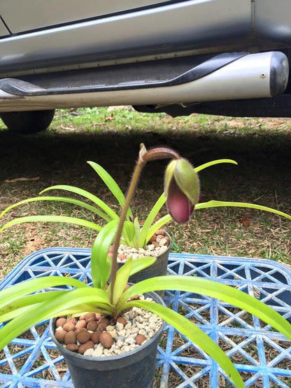 Paphiopedilum hirsutissimum orchid  1 plant collection and home decore