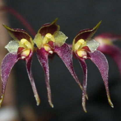 Bulbophyllum planibulbe 1 Plant bloom size , orchid for home & Garden collection