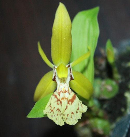 Coelogyne schilleriana Orchid Plant - Mini Orchid Collection