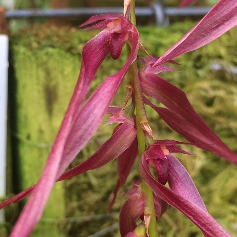 Bulbophyllum kanburiense (Pink)  1 Plant bloom size , orchid for home & Garden collection