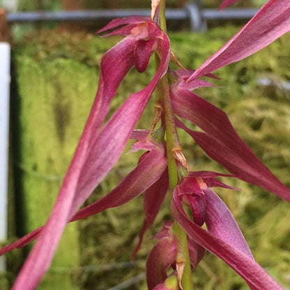 Bulbophyllum kanburiense (Pink)  1 Plant bloom size , orchid for home & Garden collection