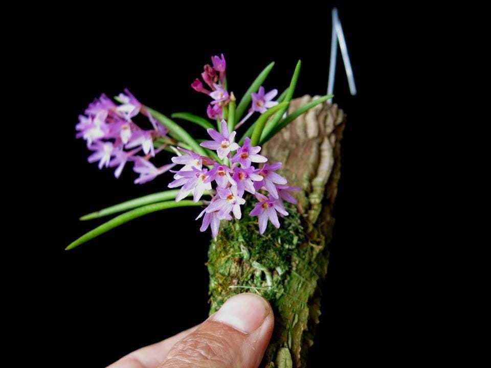 Pink Ascocentrum pusillum Orchid Plant - Vanda nana Mini Orchid