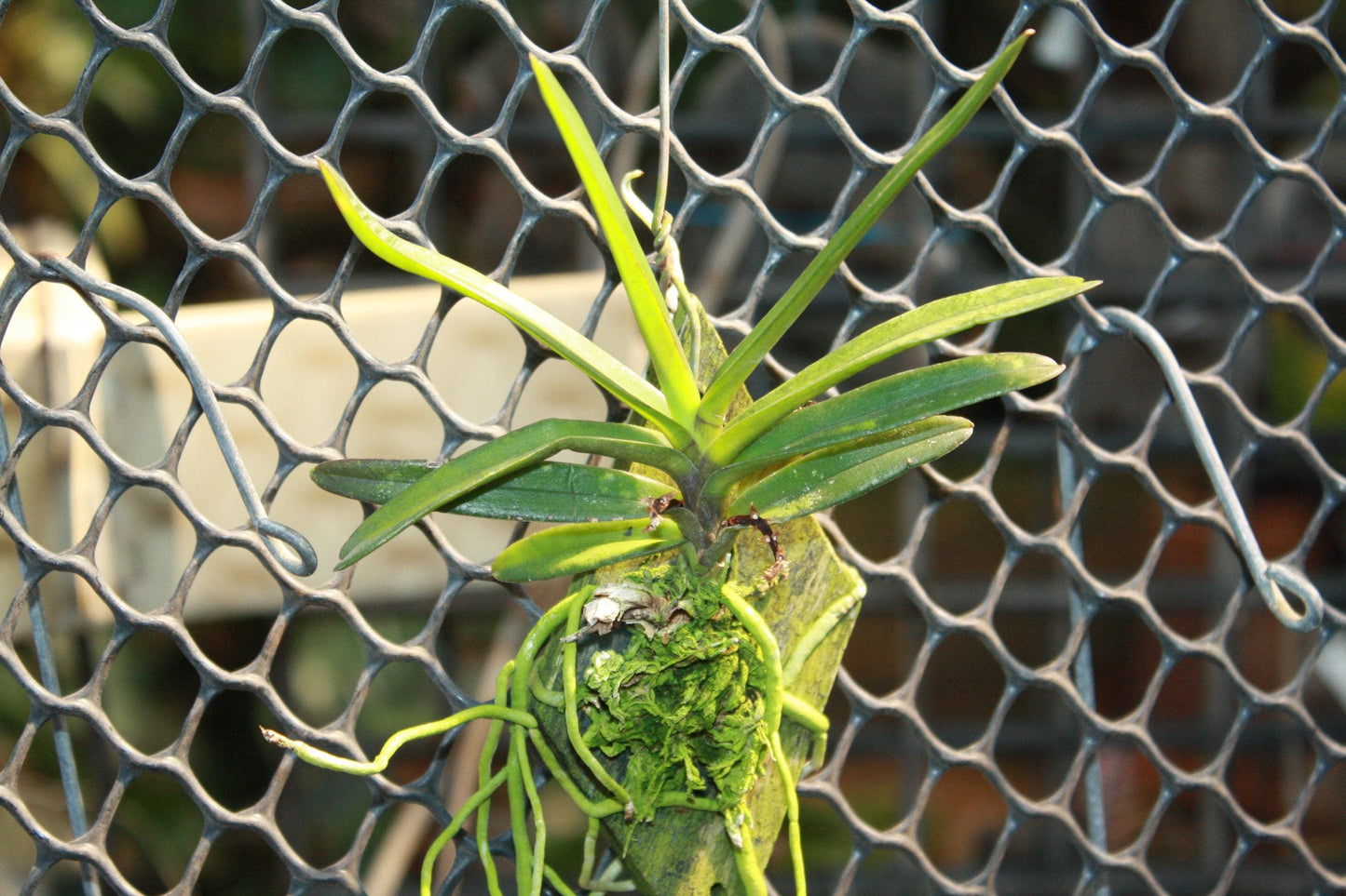 Pink Ascocentrum pusillum Orchid Plant - Vanda nana Mini Orchid