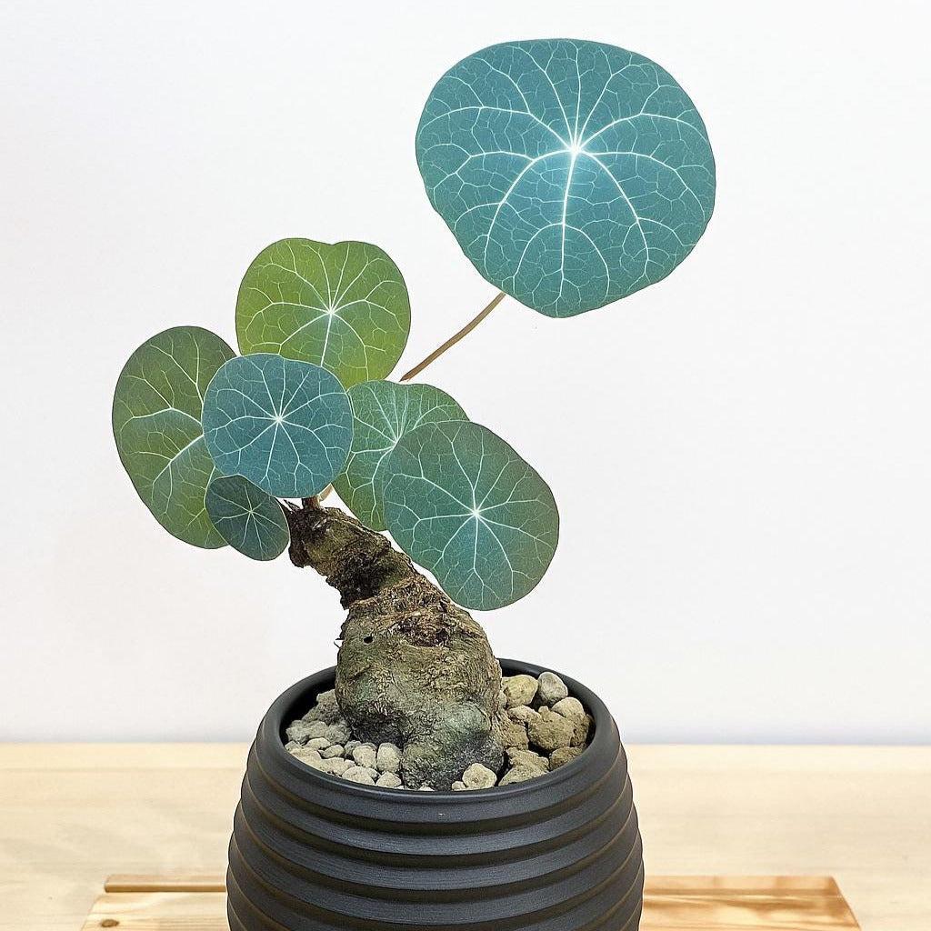 Stephania Erecta  Caudex Plant – Rare Indoor Succulent, Exotic Bonsai Style, Low Maintenance Houseplant