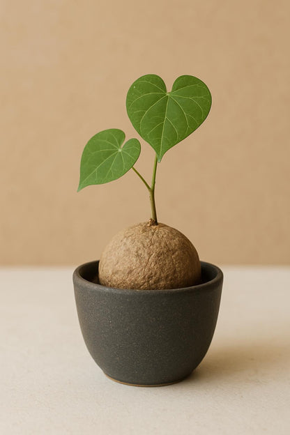 Stephania Erecta  Caudex Plant – Rare Indoor Succulent, Exotic Bonsai Style, Low Maintenance Houseplant