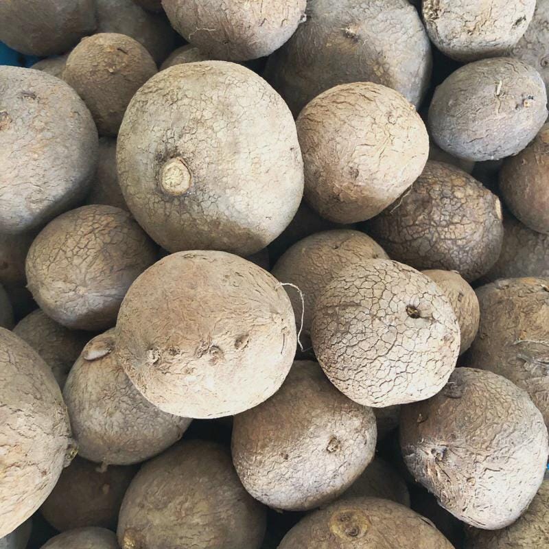 Stephania Erecta  Caudex Plant – Rare Indoor Succulent, Exotic Bonsai Style, Low Maintenance Houseplant