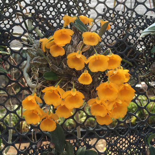 Fragrant Dendrobium jenkinsii Orchid Plant