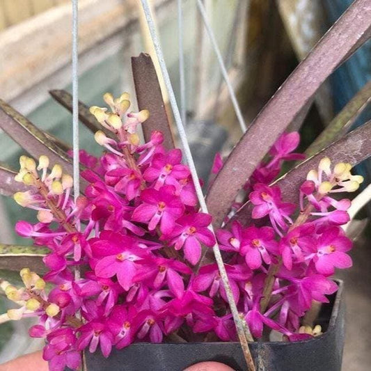 Ascocentrum ampullaceum 1 plant Pink Vanda Orchidaceae Epiphytic orchid Mini Orchid Collection