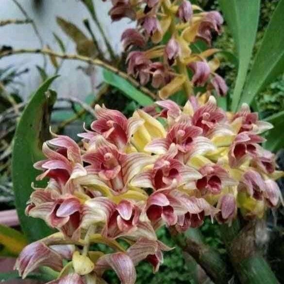 Orchid plant with pink and yellow flowers in a natural setting