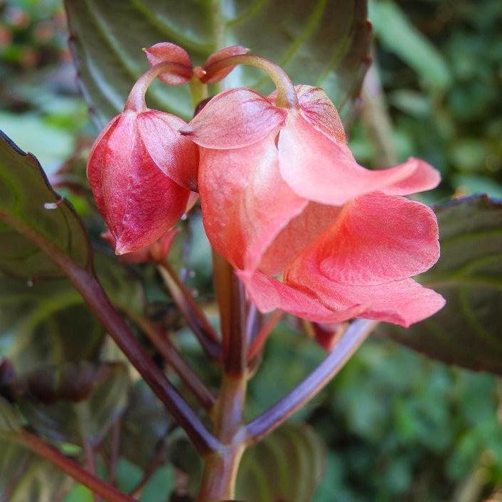 Impatiens phenklaii – Exotic Thai Wildflower, Unique Pink Orchid-Like Blooms Rare caudiciform plants Bonsai