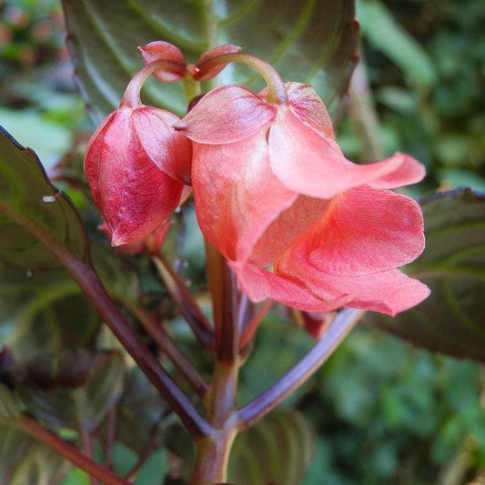 Impatiens phenklaii – Exotic Thai Wildflower, Unique Pink Orchid-Like Blooms Rare caudiciform plants Bonsai