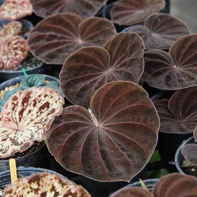 Orchid Nervilia plicata (black) 2 bulb orchid plant home garden collection