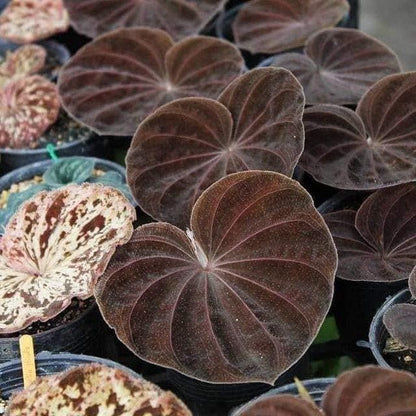 Orchid Nervilia plicata (black) 2 bulb orchid plant home garden collection