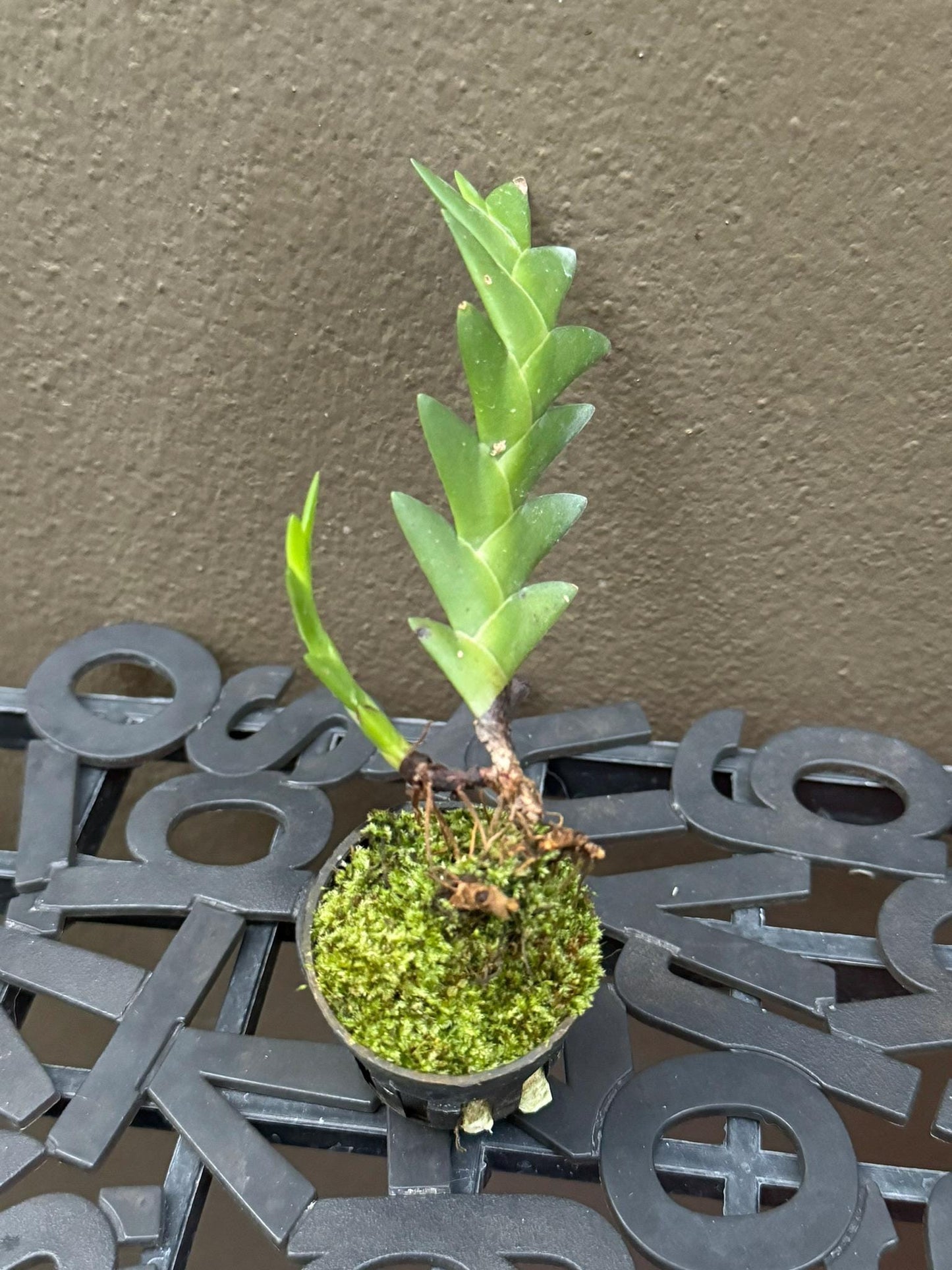 Eria aporoides Orchid Plant - Home Garden Collection - 1.5" Pot