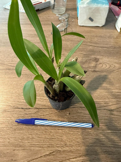 Eria flavescens Orchid Plant - Bloom Size - Home & Garden Decor