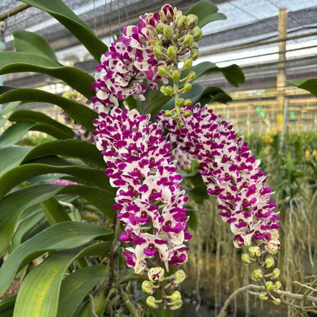 x2 Rhynchostylis gigantea Orchid (Select Pink): Foxtail Orchid, Aerides