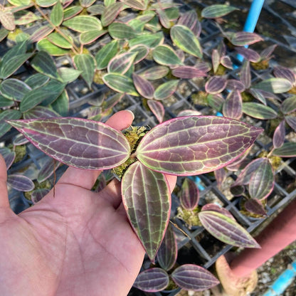 Hoya Latifolia 'Pink Variegata' - Tropical Fragrant Vining Plant
