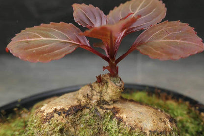 Impatiens phenklaii – Exotic Thai Wildflower, Unique Pink Orchid-Like Blooms Rare caudiciform plants Bonsai