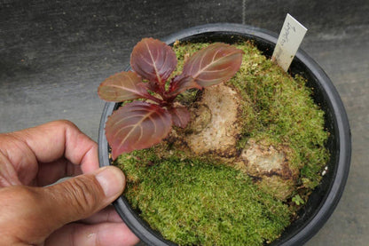 Impatiens phenklaii – Exotic Thai Wildflower, Unique Pink Orchid-Like Blooms Rare caudiciform plants Bonsai