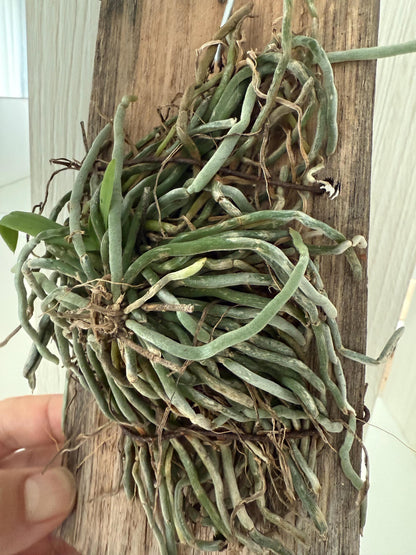 Chiloschista gelephuensis 1 Plant rare orchid species leafless |Asian ghost orchid