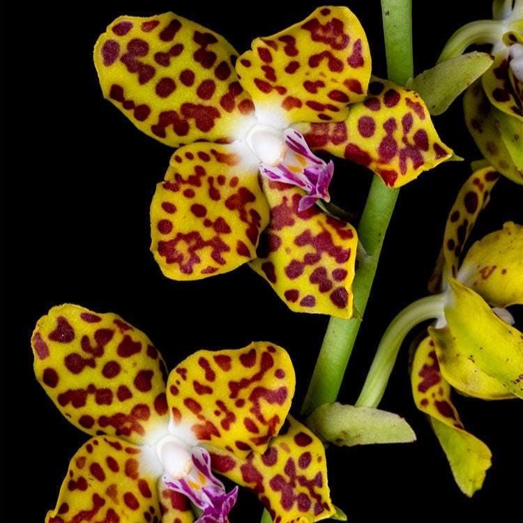 Orchid Vandopsis marriottiana 1 Plant orchid for home and garden,fragrant