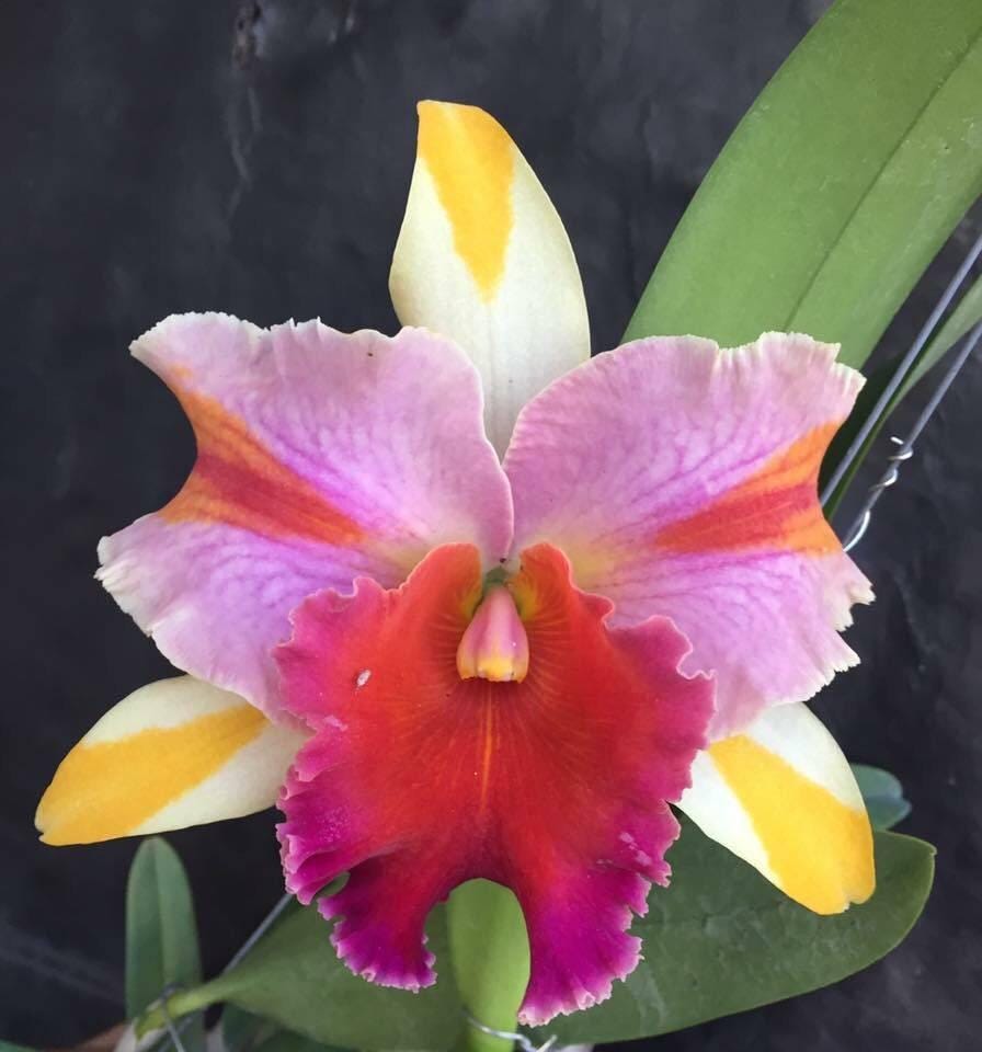 Rlc. Amazing Thailand (Rlc. Haadyai Delight x C. Brazilian Treasure) 1 plant  Cattleya orchid plant for home garden collection