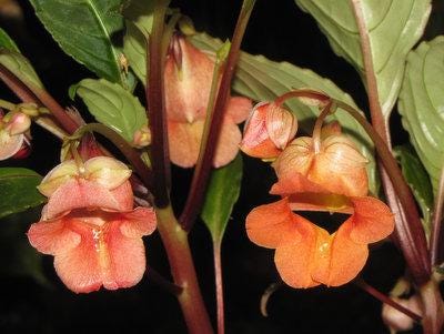 Impatiens phenklaii – Exotic Thai Wildflower, Unique Pink Orchid-Like Blooms Rare caudiciform plants Bonsai