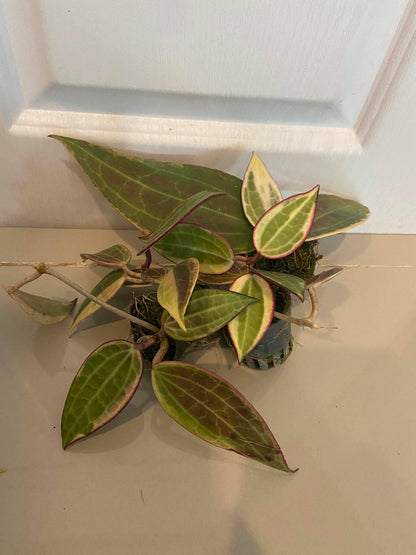 Hoya Latifolia 'Pink Variegata' - Tropical Fragrant Vining Plant