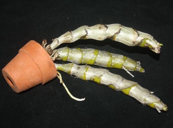 Dendrobium albosanguineum  1 Plant orchid , Dendrobium