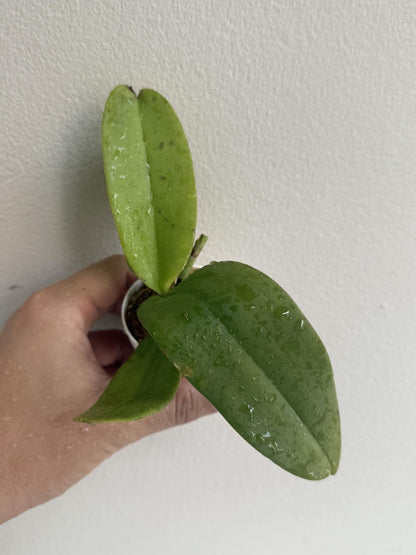 Orchid Vandopsis marriottiana 1 Plant orchid for home and garden,fragrant