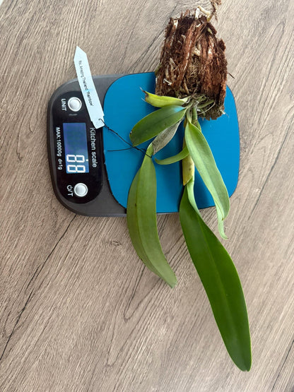 Rlc. Amazing Thailand (Rlc. Haadyai Delight x C. Brazilian Treasure) 1 plant  Cattleya orchid plant for home garden collection